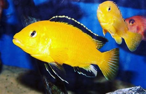 Electric Yellow Cichlid: Habitat, Care, Mates, Breeding