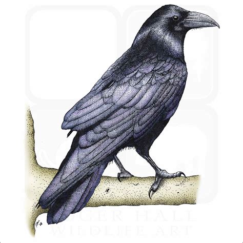 Raven Bird Art