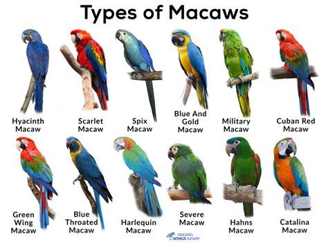 Macaws: List of Types, Facts, Care as Pets, Pictures