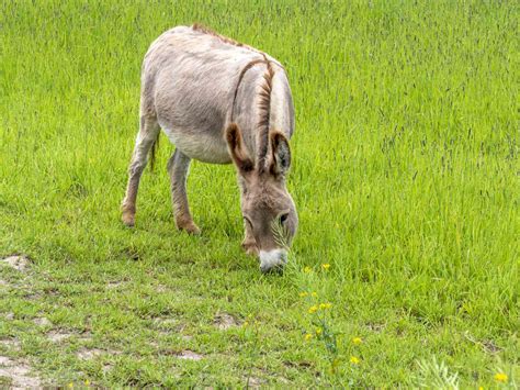 What's the Difference Between Donkeys and Mules?