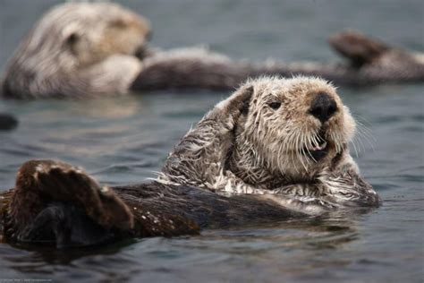 Tales of resilience: The California Sea Otter - The Watershed Project