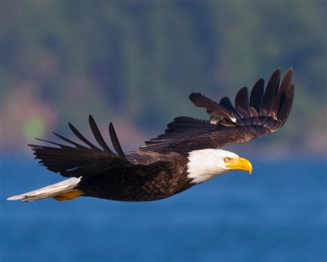 Birds in Flight | Photography