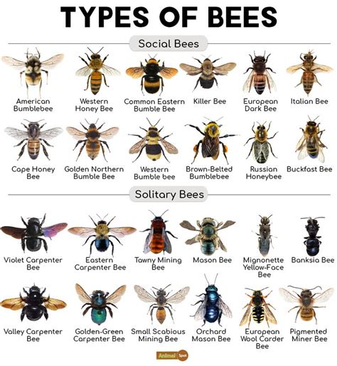 Types of Bees Chart