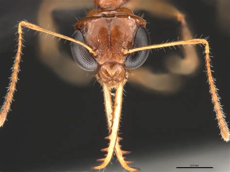 Myrmoteras cuneonodum, ant head under a microscope | Okinawa Institute ...