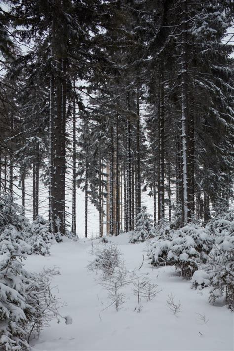 a lookout tower rises above the forested mountains of a czech ski area