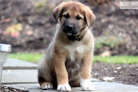 Anatolian Shepherd Mix Puppies - Plabor