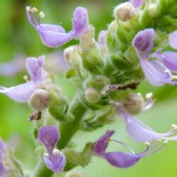 Coleus amboinicus (Cuban Oregano) - World of Succulents