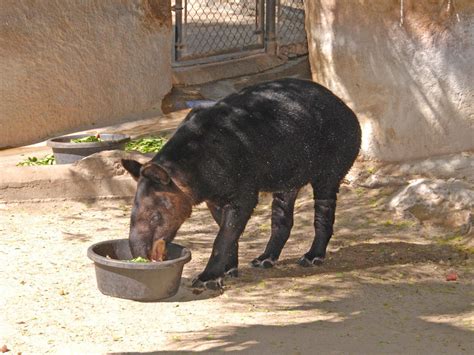 The Online Zoo - Mountain Tapir