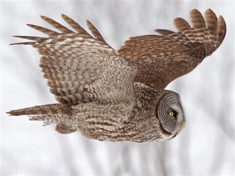 Great Gray Owl Flying