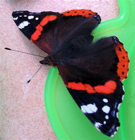 File:Butterfly-vulcan-papillon-vulcain-vanessa-atalanta.jpg - Wikimedia Commons