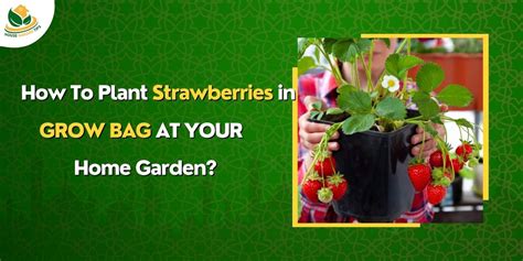 How To Grow Strawberries in Grow bags - The Easiest Steps to grow strawberries at home