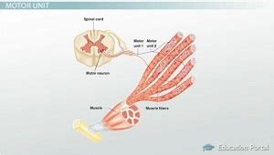 How Motor Unit Summation Develops Muscle Tension - Video & Lesson Transcript | Study.com