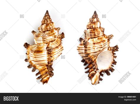 Murex Snail Shell ( Image & Photo (Free Trial) | Bigstock