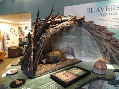 BJ Travels: Beaver Information