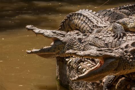 Alligator Vs Crocodile Vs Caiman (What's The Difference?)