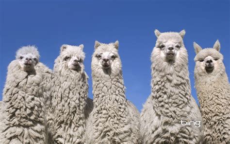 Llama Wallpapers - Wallpaper Cave