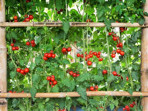 Cherry Tomato Plant Trellis