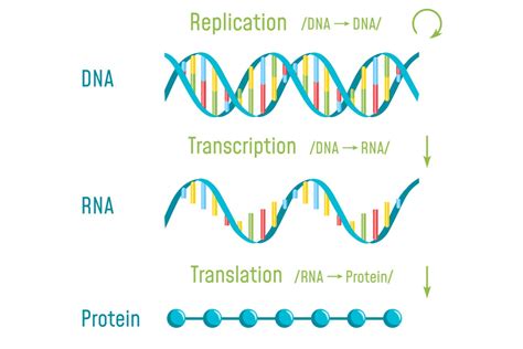 An Introduction to DNA Transcription