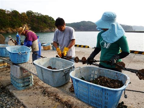 Oyster Farming – Real Medicine Foundation