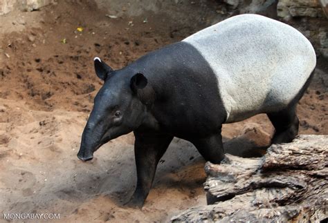 Malayan Tapir