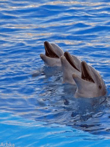 Animals Dolphins GIF - Animals Dolphins Cute - Discover & Share GIFs