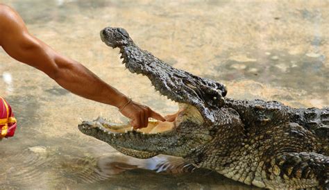 Graphic Crocodile Attack Video Shows Moment Animal Trainer’s Arm Bitten ...