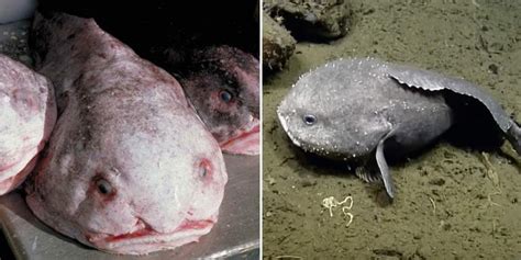 Blobfish Swimming