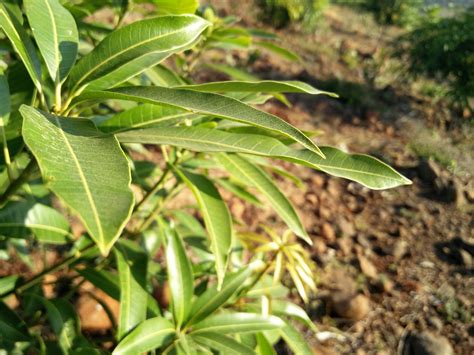 Free stock photo of green leaf, mango leaf, mango pllant