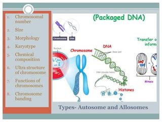 Chromosomes structure and morphology | PPT