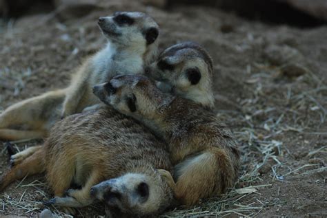 Meerkats @ San Diego Zoo Safari Park | Tammy Lo | Flickr