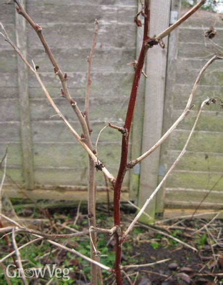 How to Prune Blackberries and Raspberries