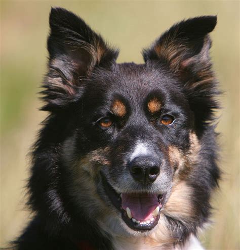 76 best Welsh Sheepdog images on Pinterest | Doggies, Welsh sheepdog and Border collie