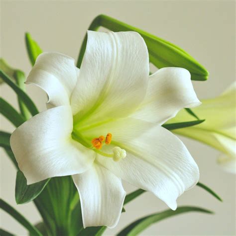 Easter Lilies: Resurrection and New Beginnings in Your Garden