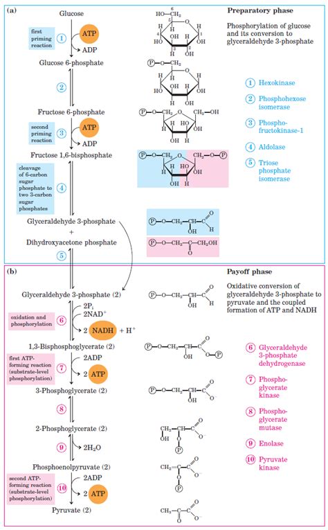 Glycolysis Steps, Pathway & Cycle | A Level Biology Revision Notes