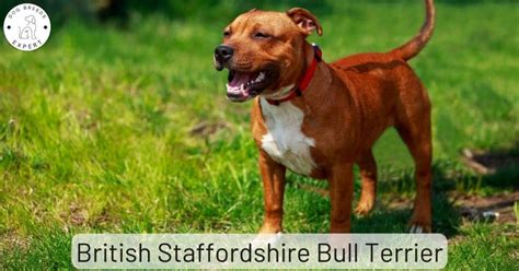 What Is A Staffordshire Bull Terrier A Mix Of