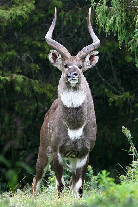 Mountain Nyala Hunting