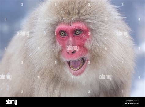 A macaque bearing his teeth aggressively at the Jigokudani Monkey Park Stock Photo - Alamy