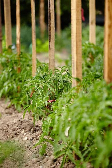 Tomato Stakes & Cages: 4 Options For Healthy Tomatoes - Growfully