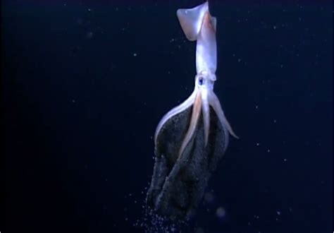 Incredibly Rare Underwater Footage of a Deep Sea Squid Giving Birth to Glowing Babies