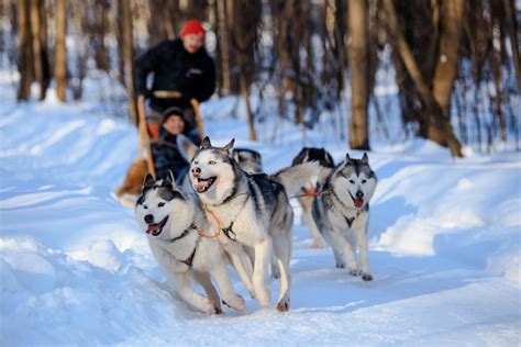 Learning from a team of sled dogs