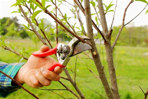 How to Prune Peach Trees