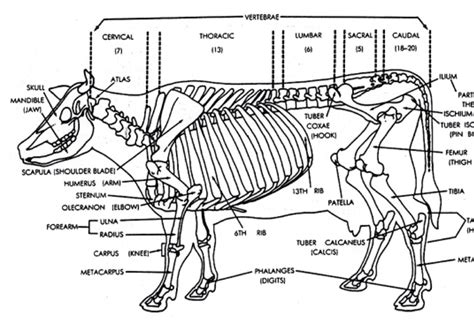 Cow Leg Bone Structure - All About Cow Photos