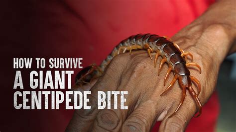 Giant Centipede Bites Human