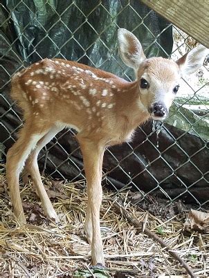 Baby Deer Being Born