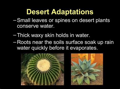 Plant adaptations