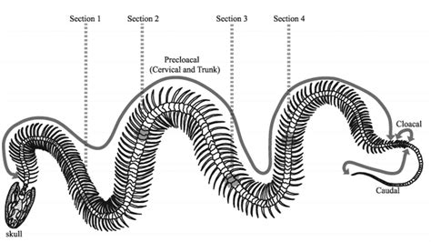 A Comparative Morphological Study of the Vertebrae of Snakes Occurring ...