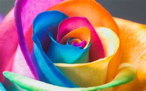 🔥 [73+] Rainbow Flower Wallpapers | WallpaperSafari