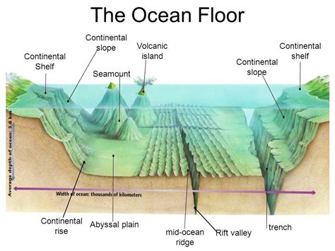 Ocean Floor Features Diagram | Quizlet