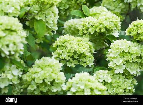 Viburnum macrocephalum hi-res stock photography and images - Alamy