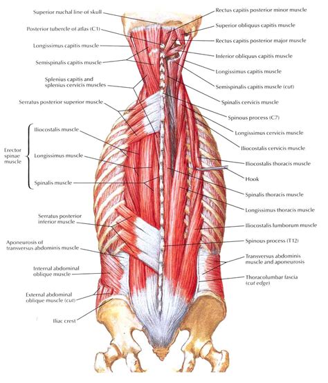 Diagram Of The Lower Back